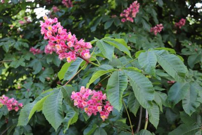 Aesculus x carnea 'Briotii' - jírovec pleťový - květy (38)